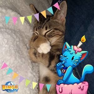 Meet your Posher, Brandy